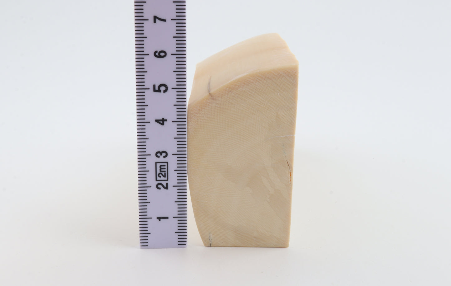 White mammoth ivory segment