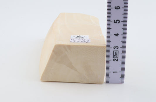 White mammoth ivory segment