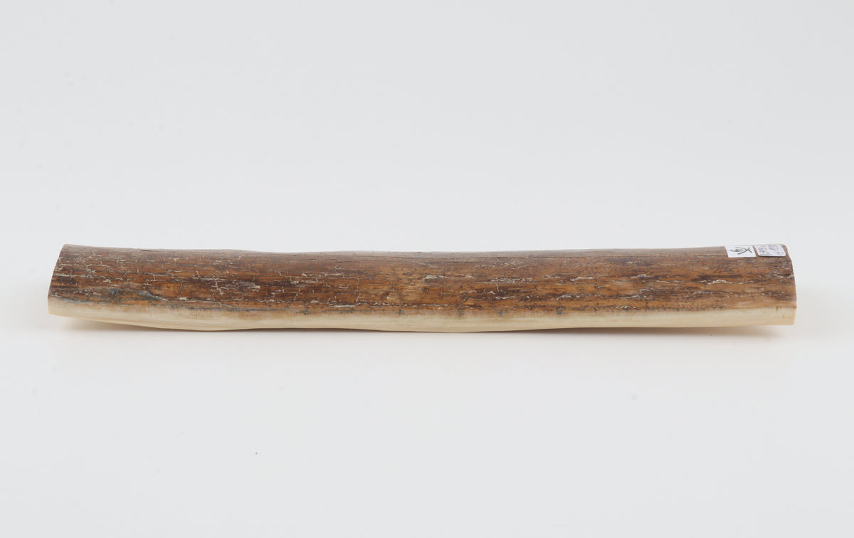 Brown mammoth bark