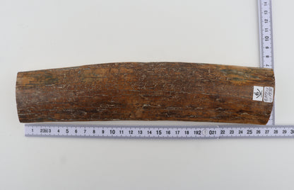 Brown mammoth bark