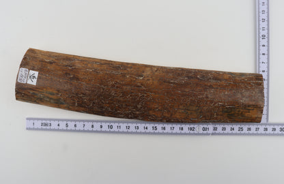 Brown mammoth bark