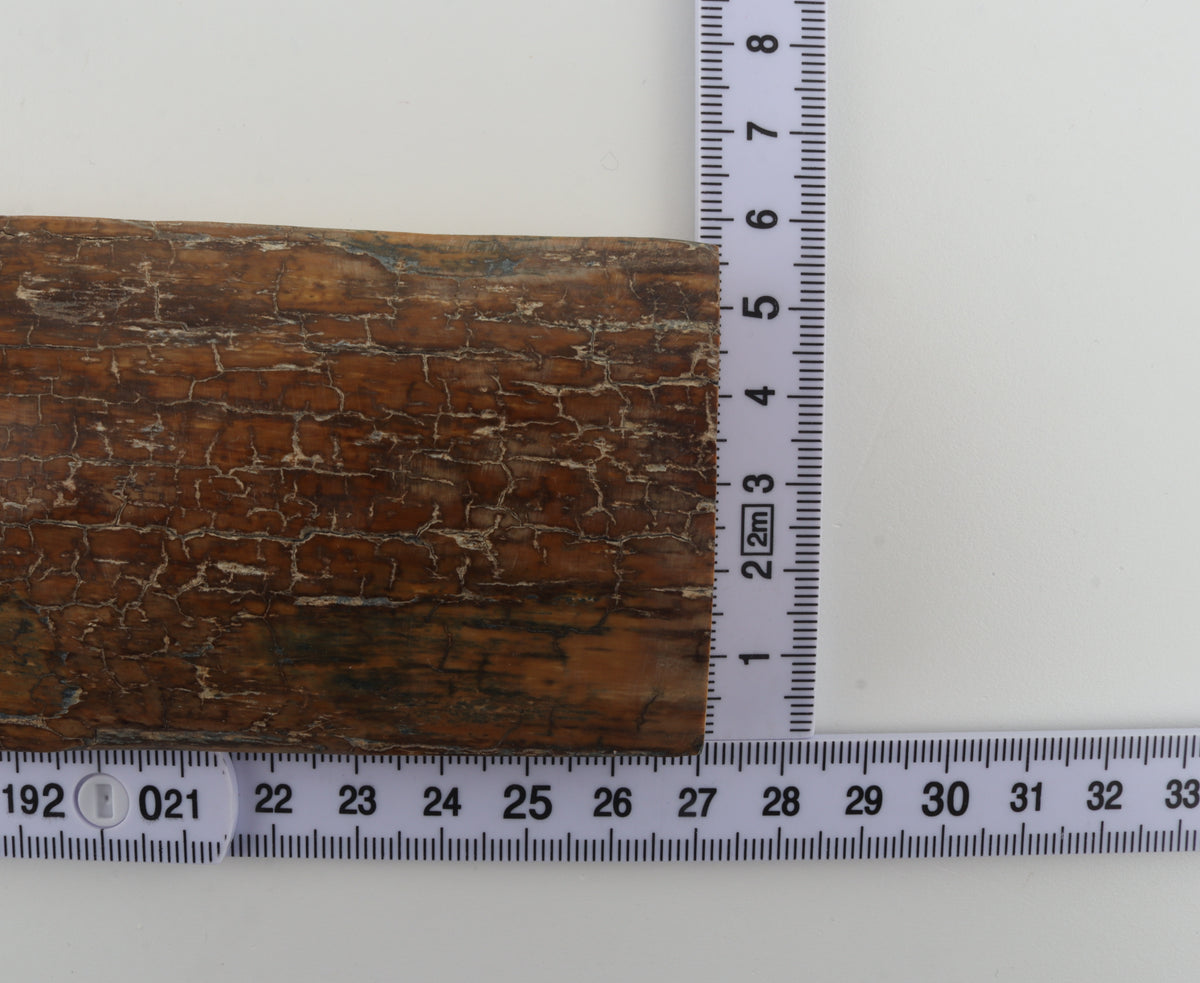 Brown mammoth bark