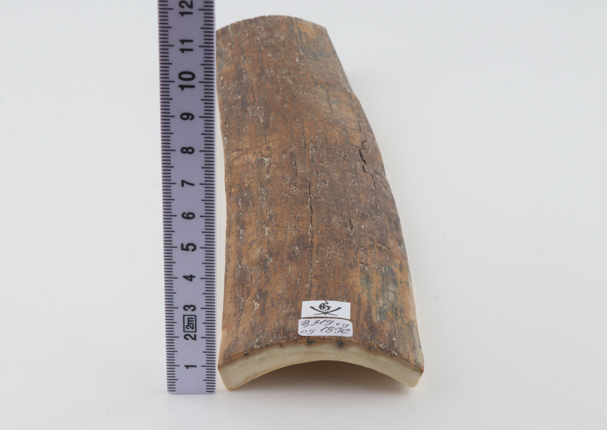 Brown mammoth bark