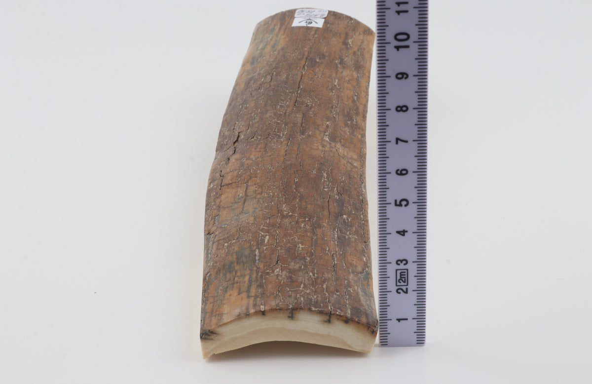 Brown mammoth bark