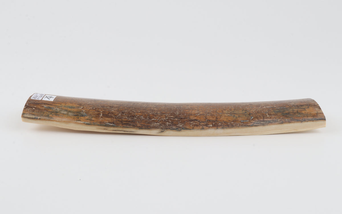 Brown mammoth bark