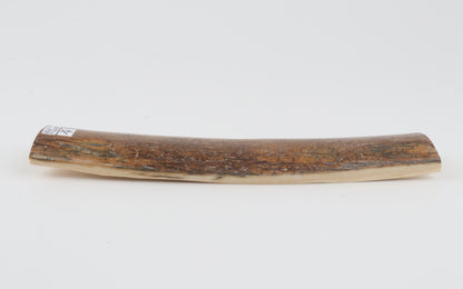 Brown mammoth bark