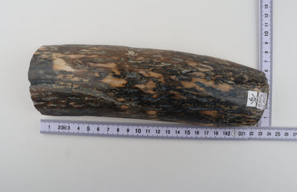 Blue-beige mammoth bark