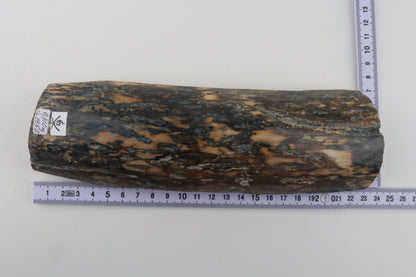 Blue-beige mammoth bark