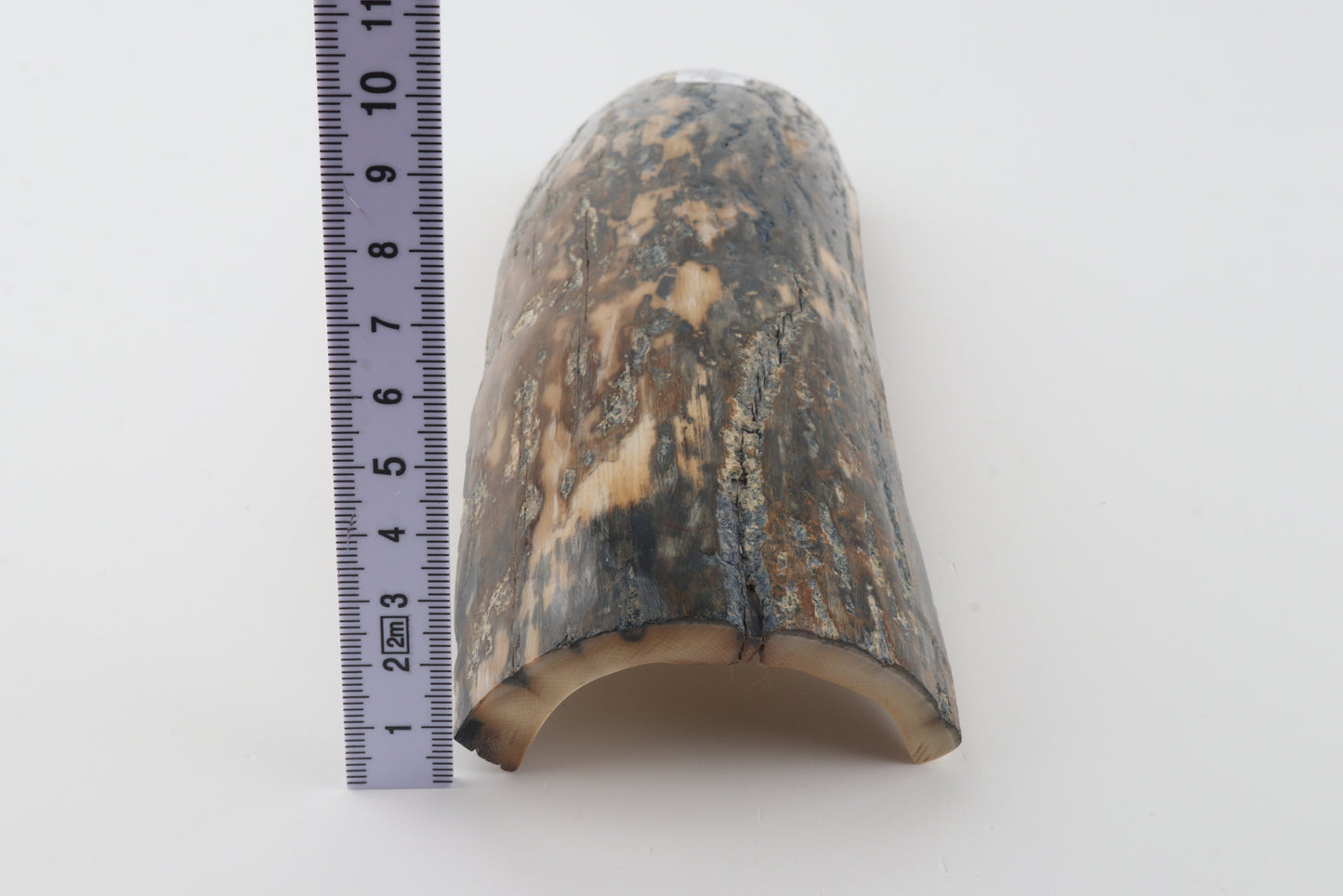 Blue-beige mammoth bark