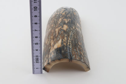 Blue-beige mammoth bark