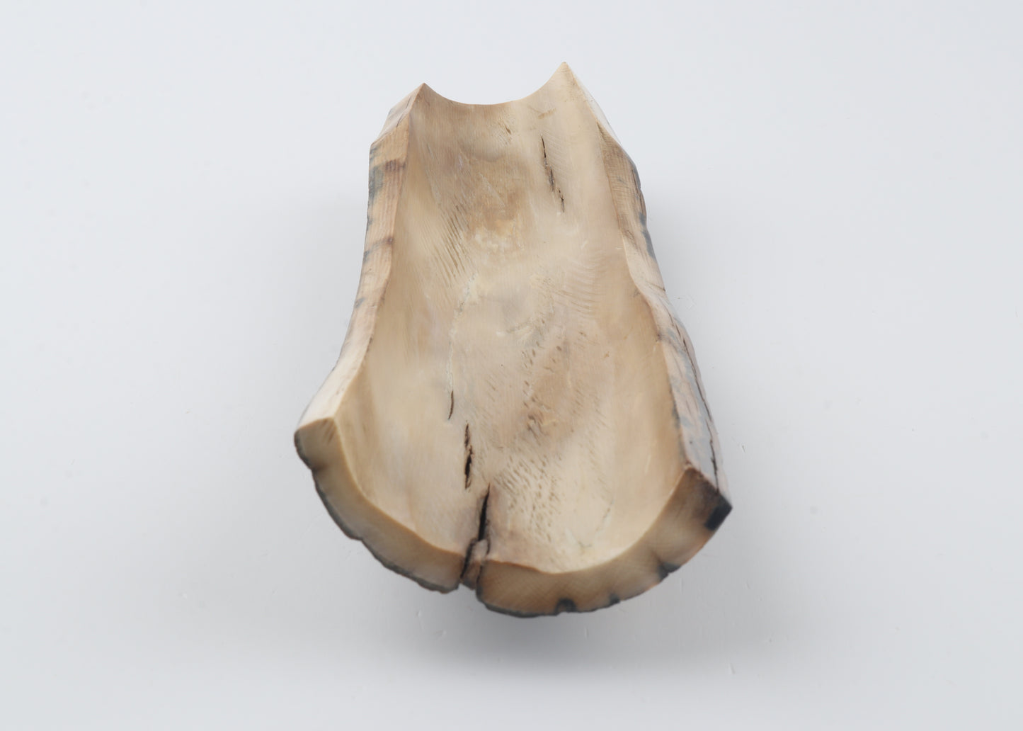 Blue-beige mammoth bark