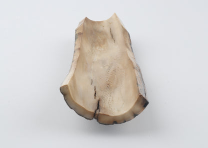 Blue-beige mammoth bark