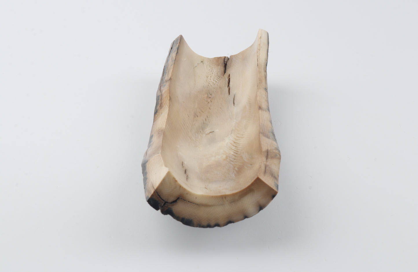 Blue-beige mammoth bark