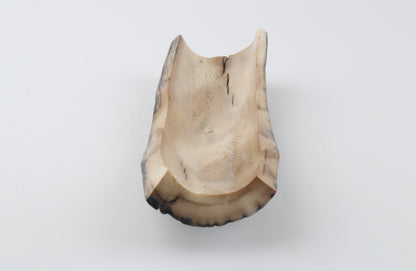 Blue-beige mammoth bark