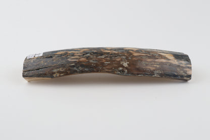 Blue-beige mammoth bark