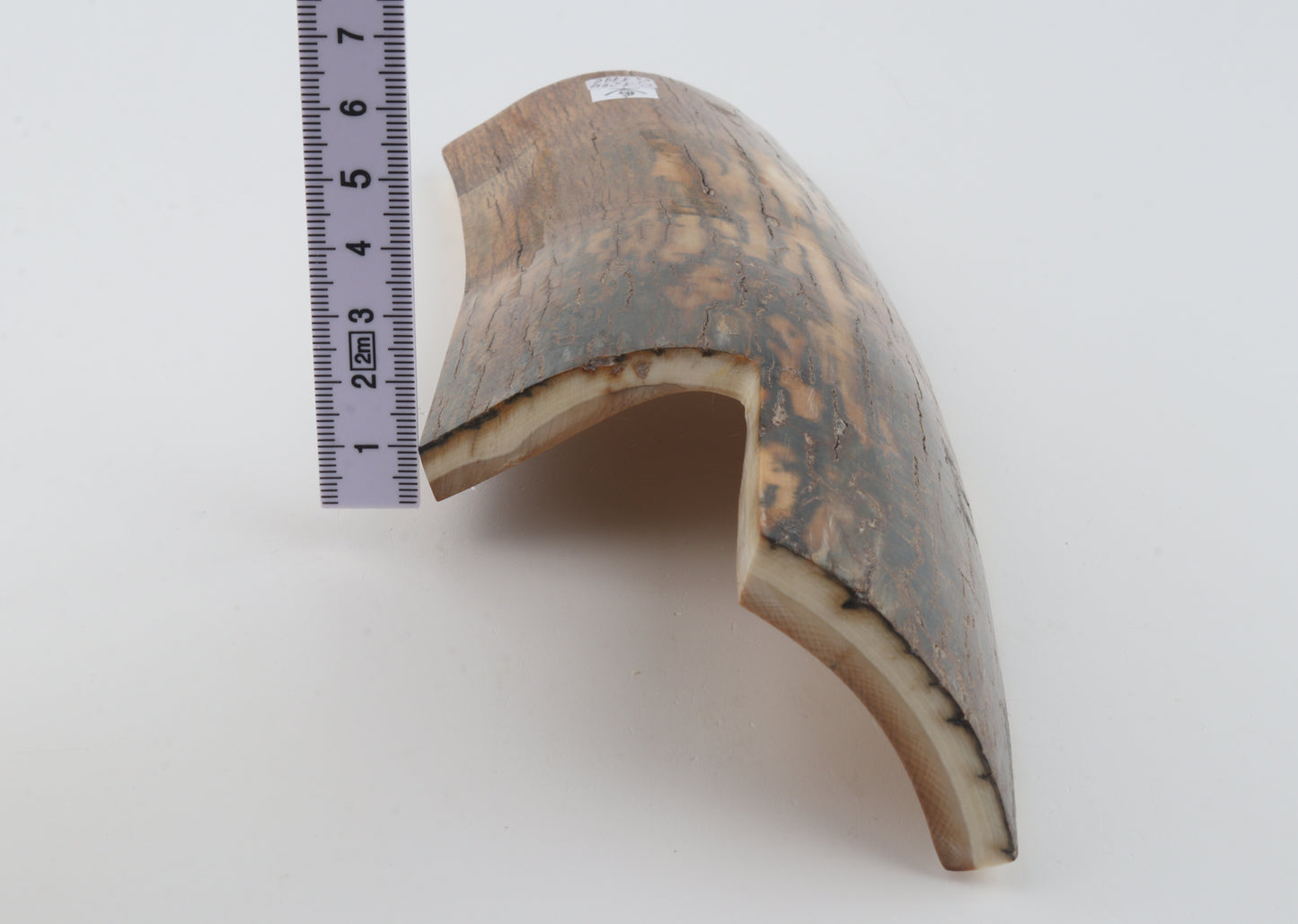 Brown-caramel mammoth bark