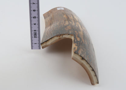 Brown-caramel mammoth bark