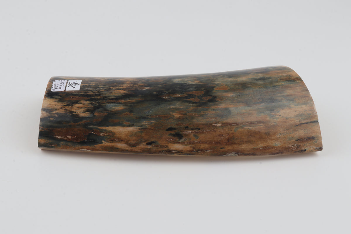 Blue-brown mammoth bark