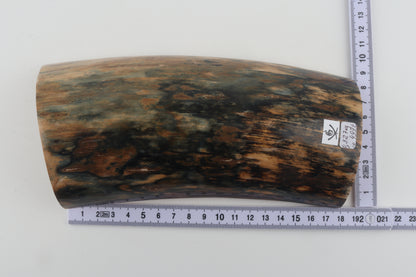 Blue-brown mammoth bark