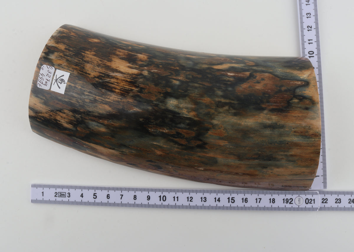 Blue-brown mammoth bark