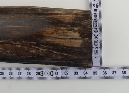 Brown mammoth bark