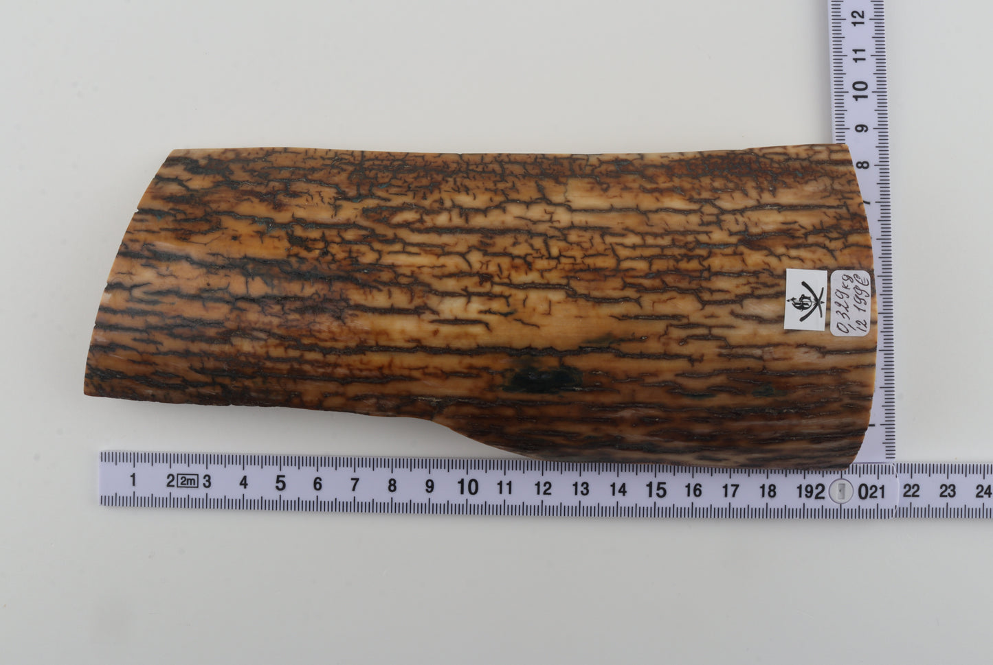 Brown-mustard mammoth bark