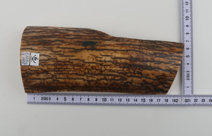 Brown-mustard mammoth bark