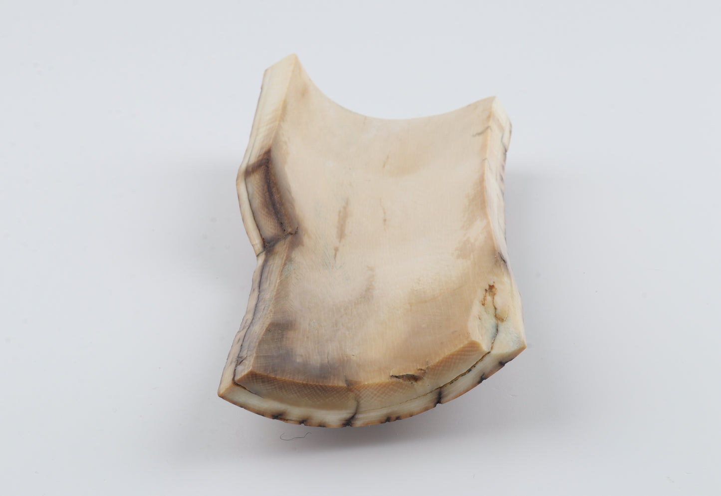 Brown-mustard mammoth bark