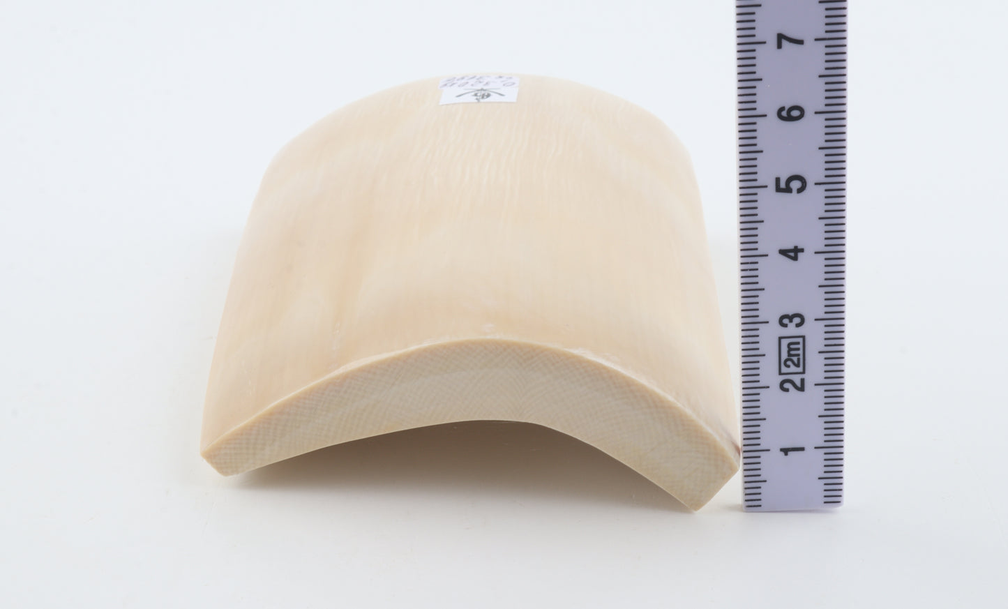 White mammoth ivory segment