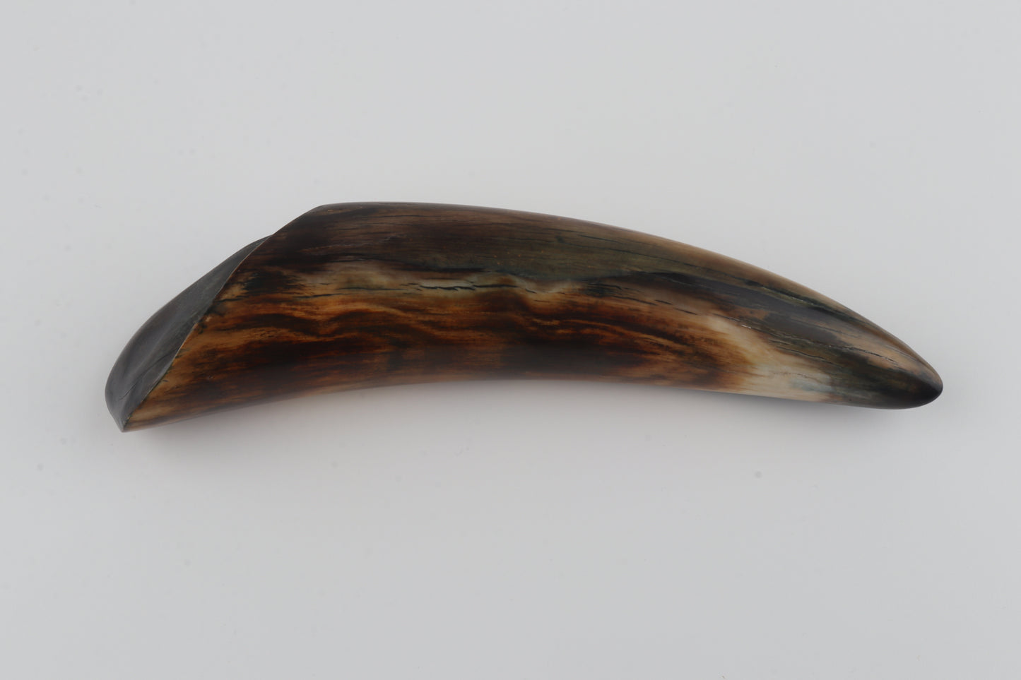 Restored woolly mammoth tusk tip
