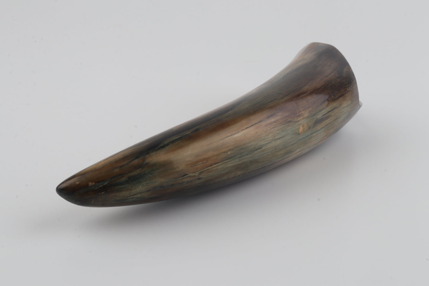 Restored woolly mammoth tusk tip