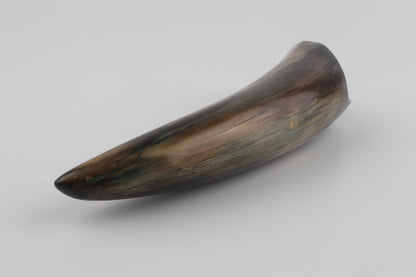 Restored woolly mammoth tusk tip