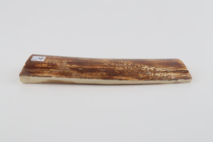 Orange-brown mammoth bark