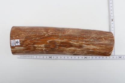 Caramel mammoth bark