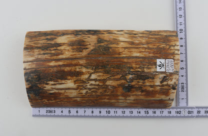 Natural woolly mammoth bark