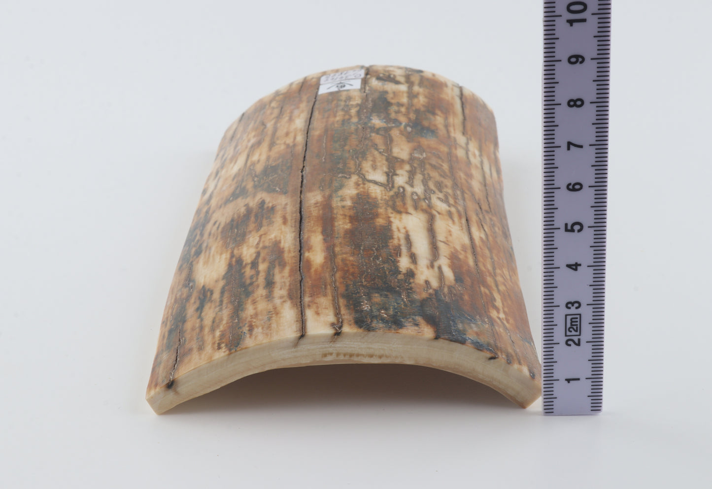 Natural woolly mammoth bark