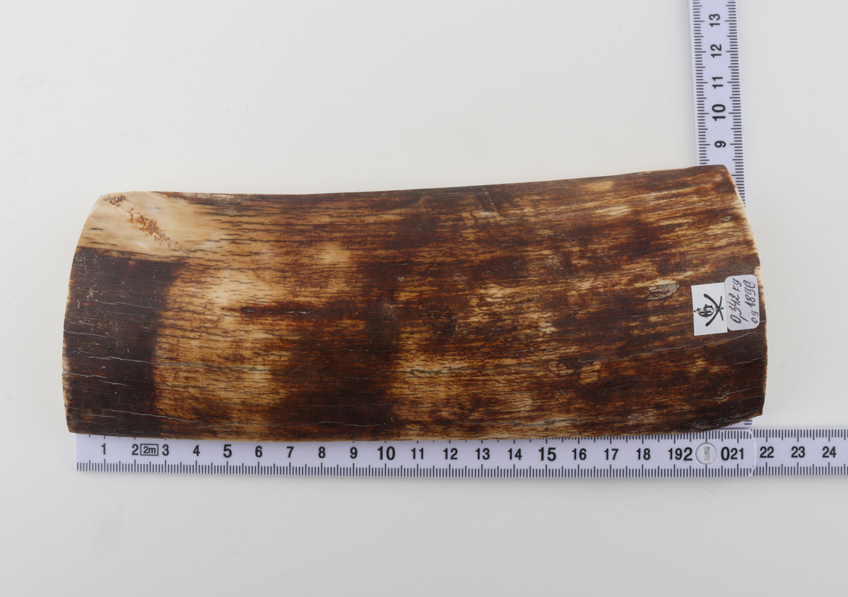 Brown-amber mammoth bark