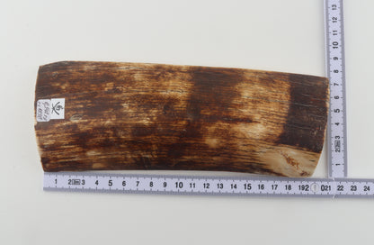Brown-amber mammoth bark