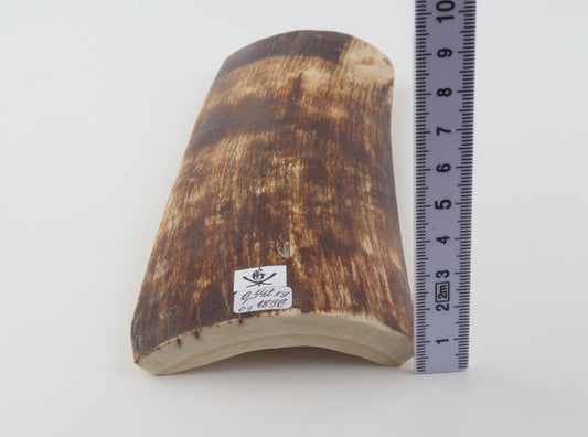 Brown-amber mammoth bark