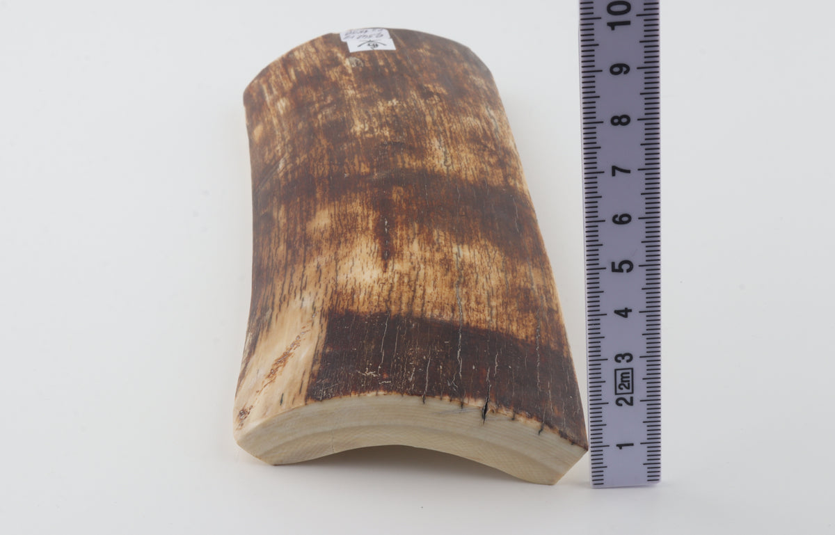 Brown-amber mammoth bark