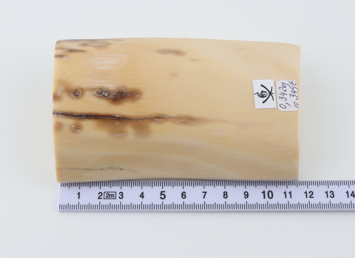 Cream-beige mammoth ivory piece