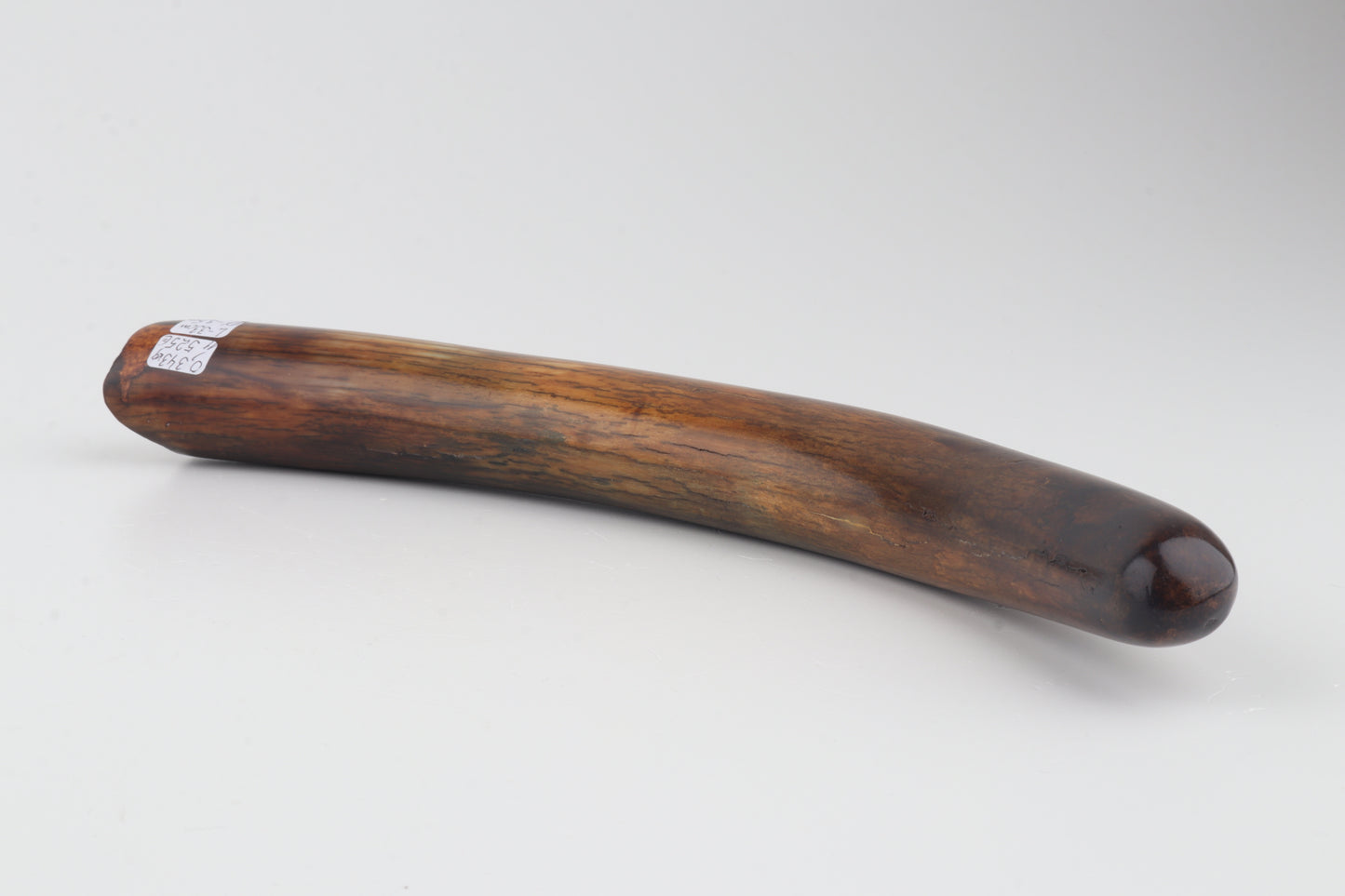 Restored woolly mammoth tusk