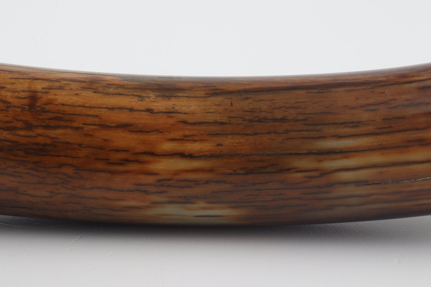 Restored woolly mammoth tusk