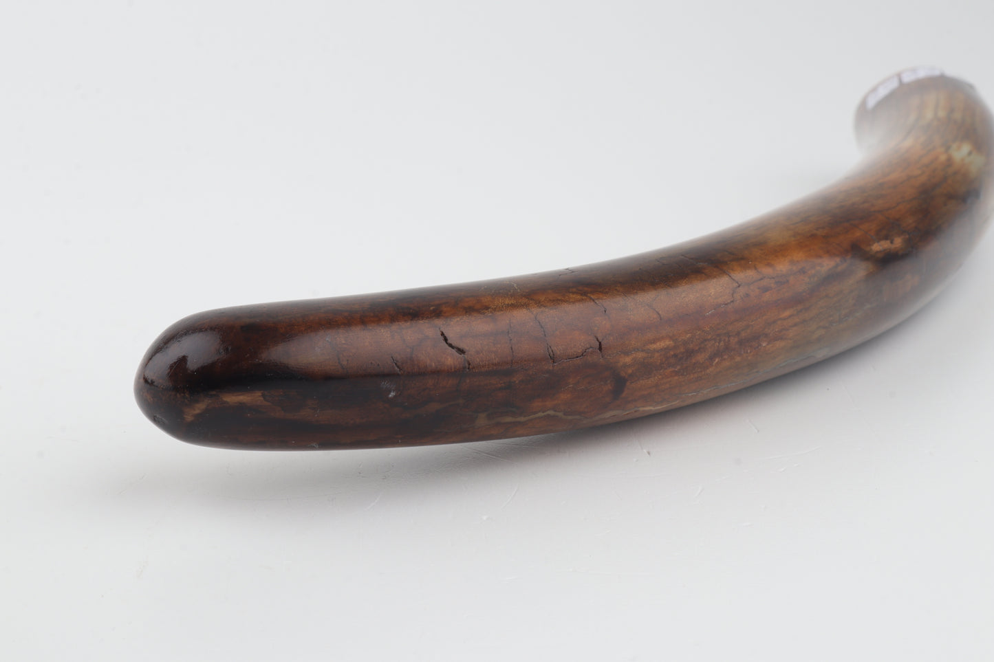 Restored woolly mammoth tusk