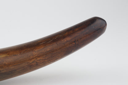 Restored woolly mammoth tusk