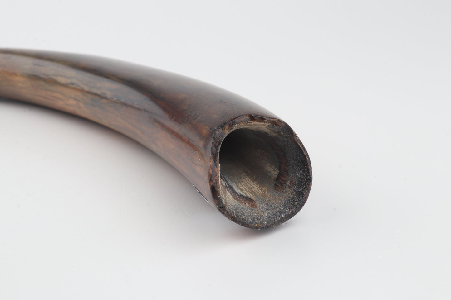 Restored woolly mammoth tusk