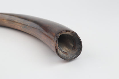 Restored woolly mammoth tusk