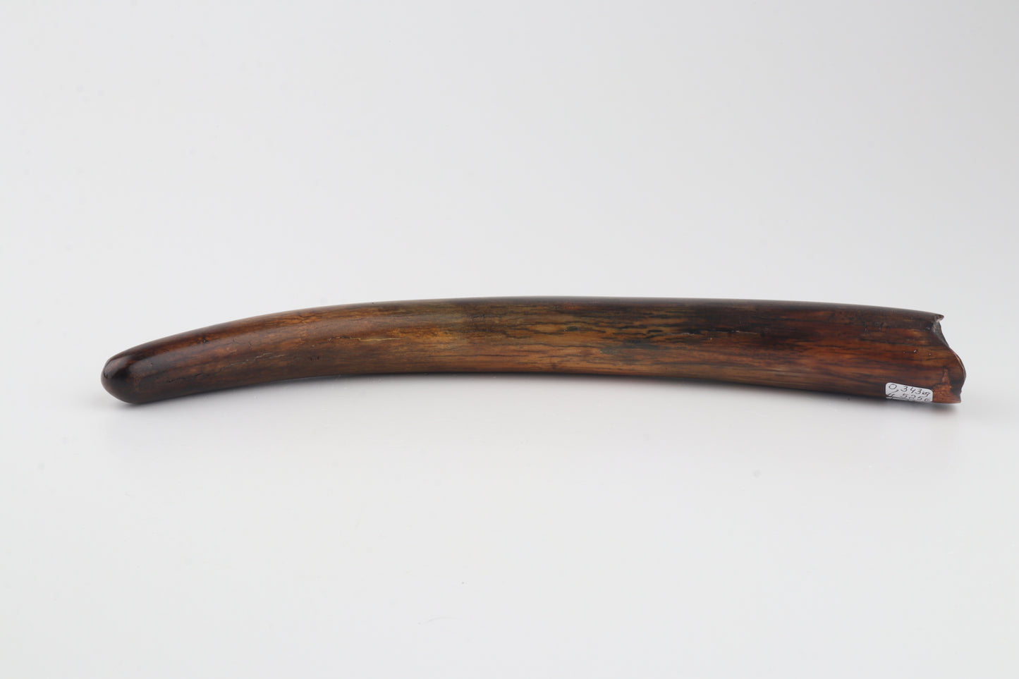 Restored woolly mammoth tusk