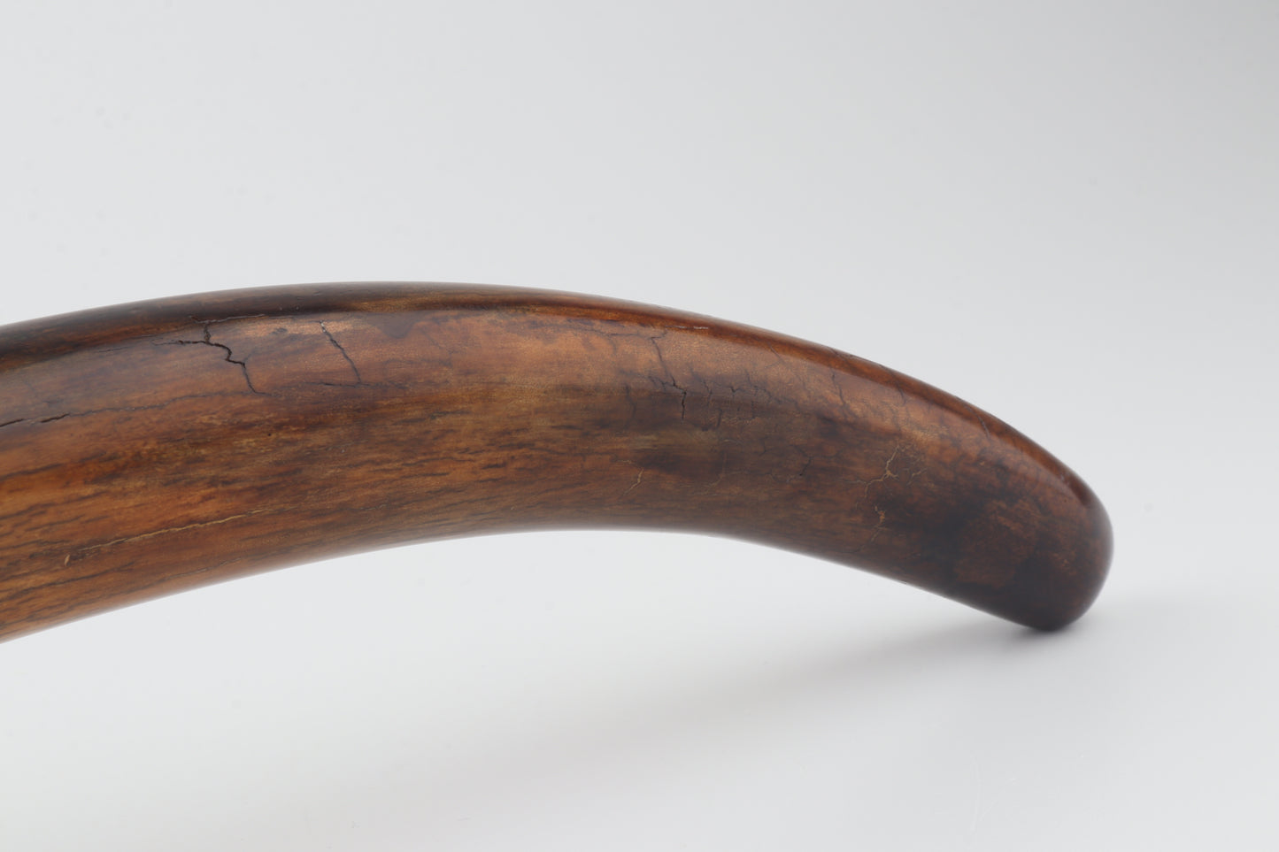 Restored woolly mammoth tusk