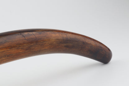 Restored woolly mammoth tusk